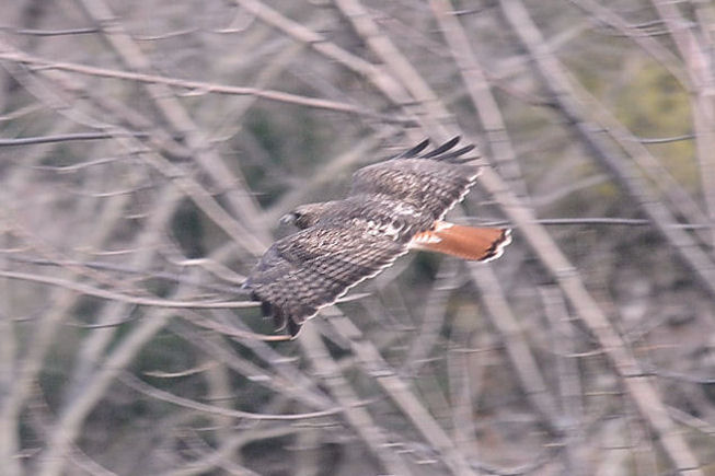 Red Tailed Hawk in flight